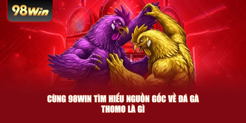 Cùng 98win tìm hiểu nguồn gốc về đá gà Thomo là gì 